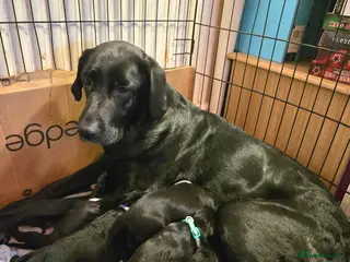Mixed Breed dogs Cane Corso X Labrador Puppies - Advert 1