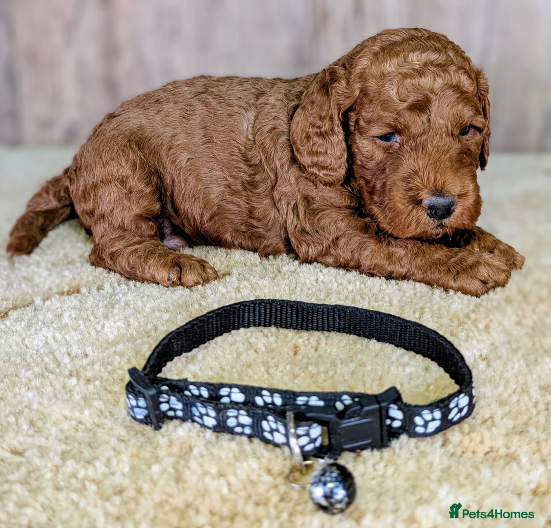 Cockapoo dogs for sale: Beautiful F1B Cockapoos - Advert 13