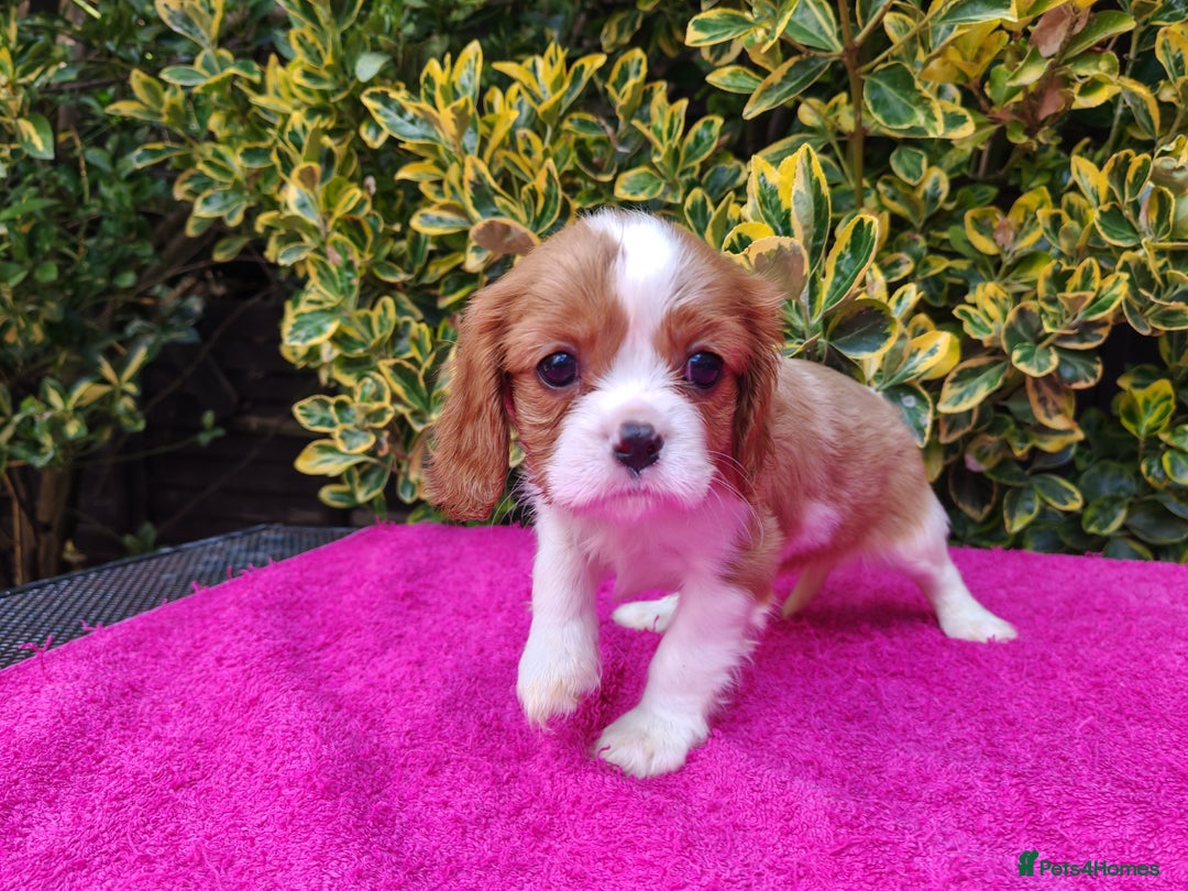 Cavalier King Charles Spaniel dogs for sale: KC Beautiful Cavalier King Charles puppies - Image 20