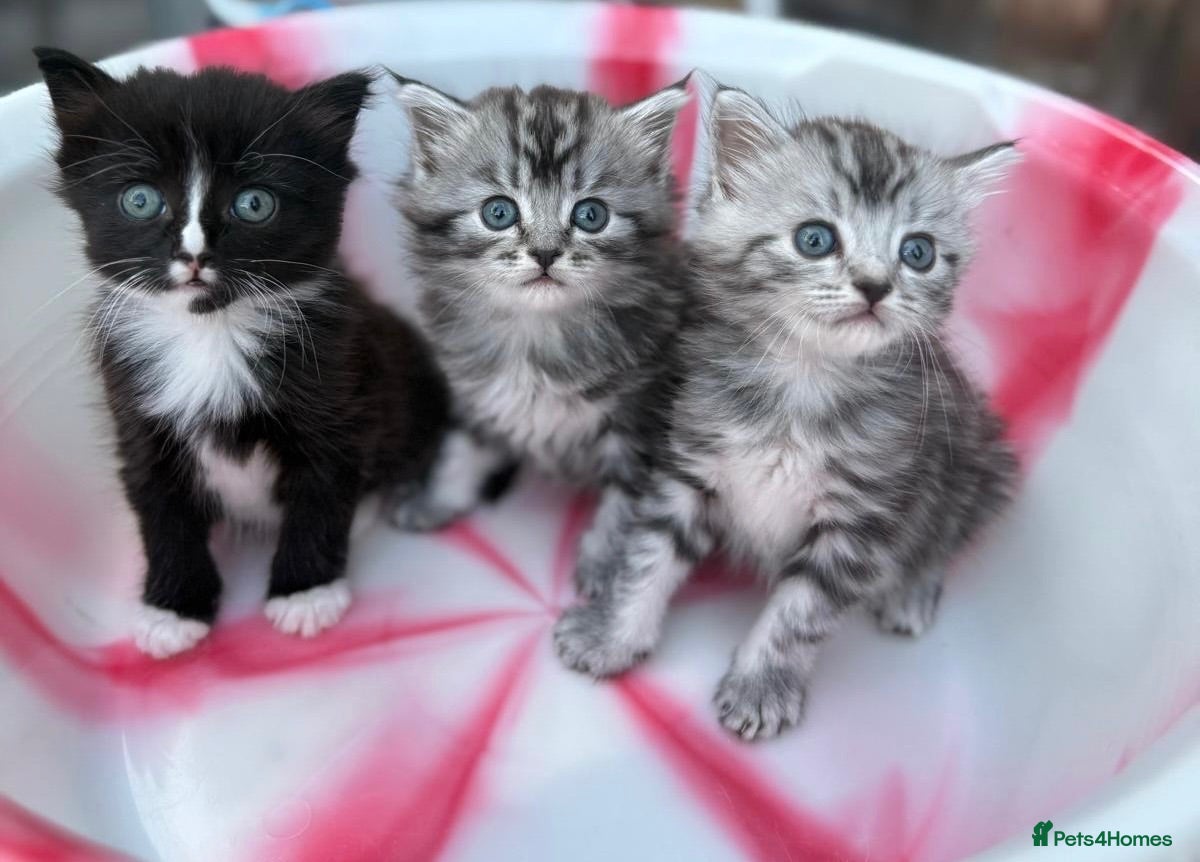 Siberian cats Adorable Kittens Looking for Their Forever Homes! - Advert 1