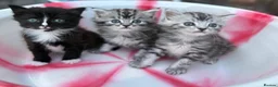 Siberian cats for sale: Adorable Kittens Looking for Their Forever Homes! - Advert 6