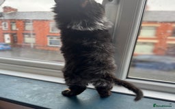 Maine Coon cats for sale: Maincoon boys - Image 15