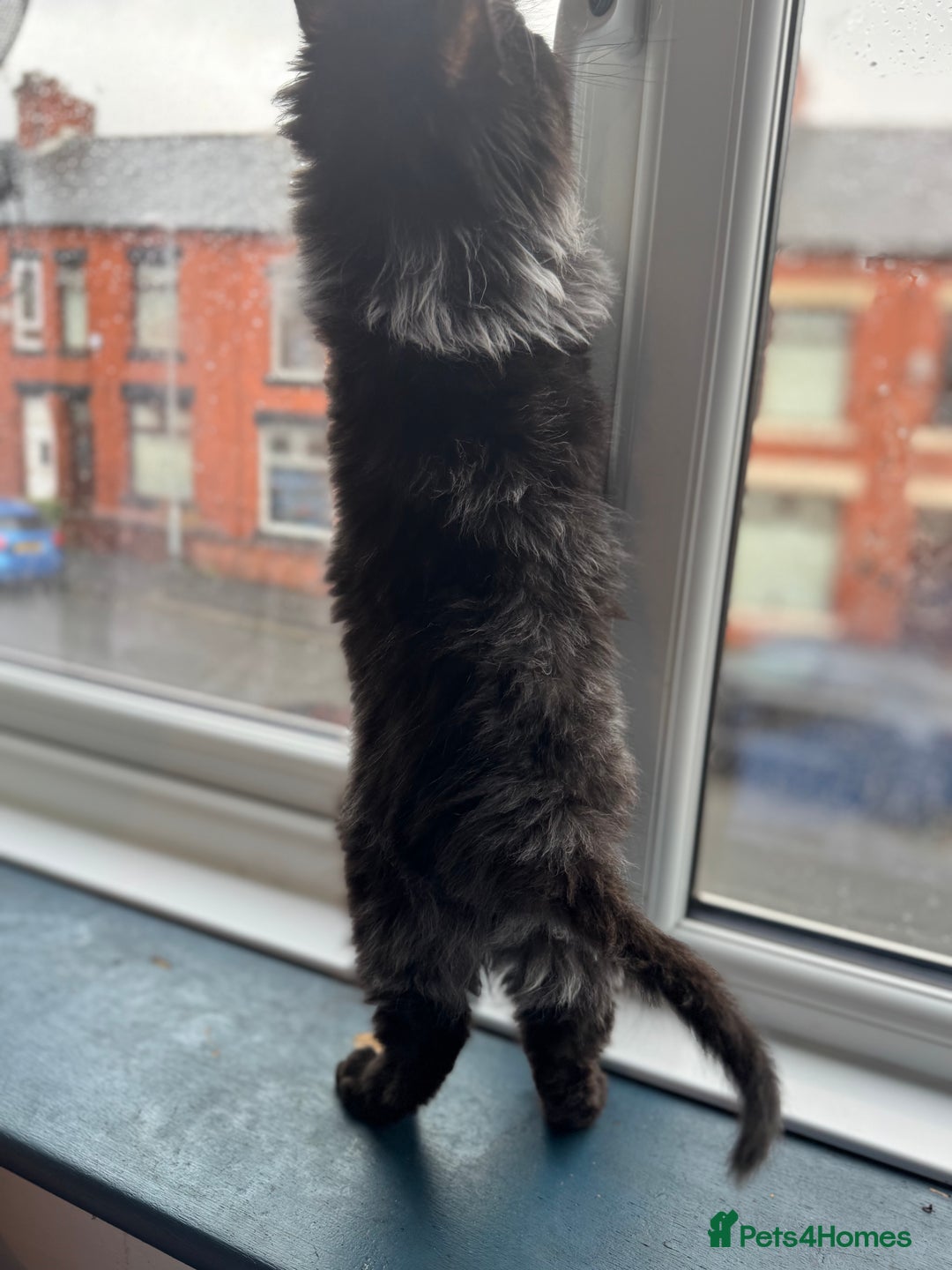 Maine Coon cats for sale: Maincoon boys - Image 15