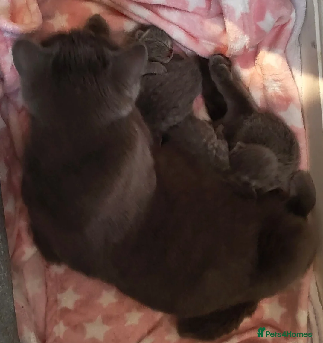 Russian Blue cats for sale: Absolutely gorgeous 8 week old Russian Blue  - Advert 3