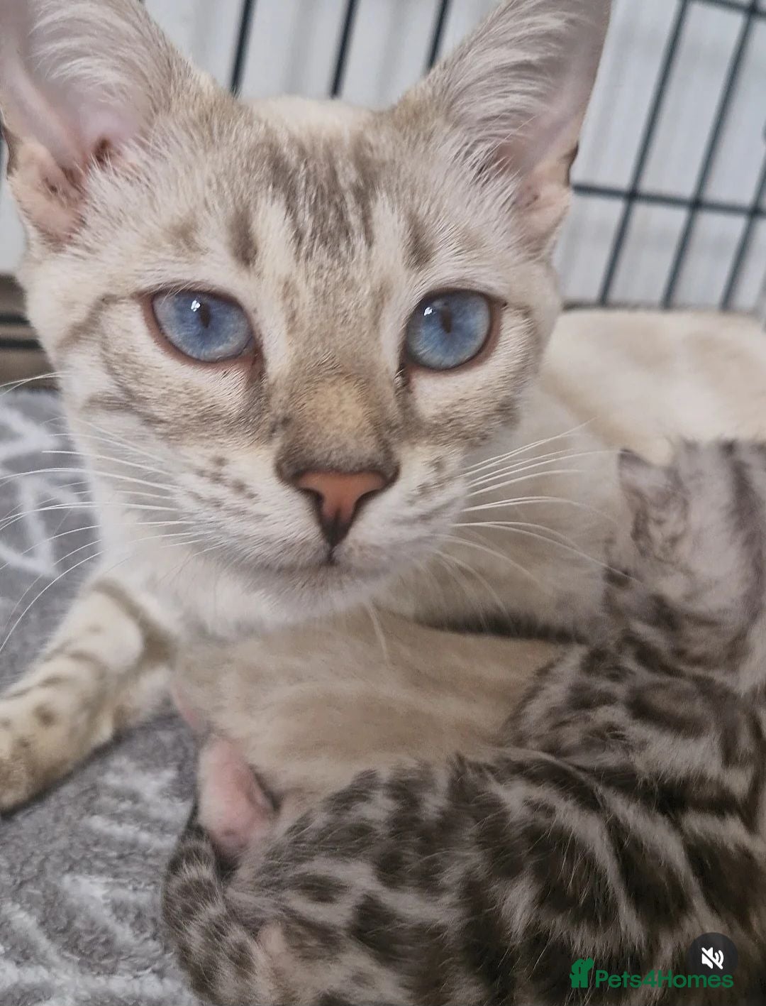 Bengal cats Blue Silver Lynx Point female bengal TICA reg - Advert 5