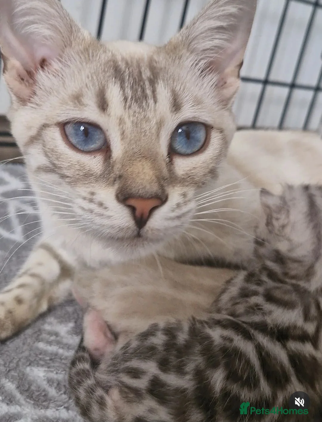 Bengal cats for sale: Blue Silver Lynx Point female bengal TICA reg - Advert 1
