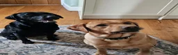 Labrador Retriever dogs for sale: Lovely Labrador puppy’s  in Taunton - Advert 33