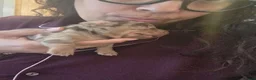 Miniature Dachshund dogs for sale: Gorgeous chocolate dapple puppies - Advert 3
