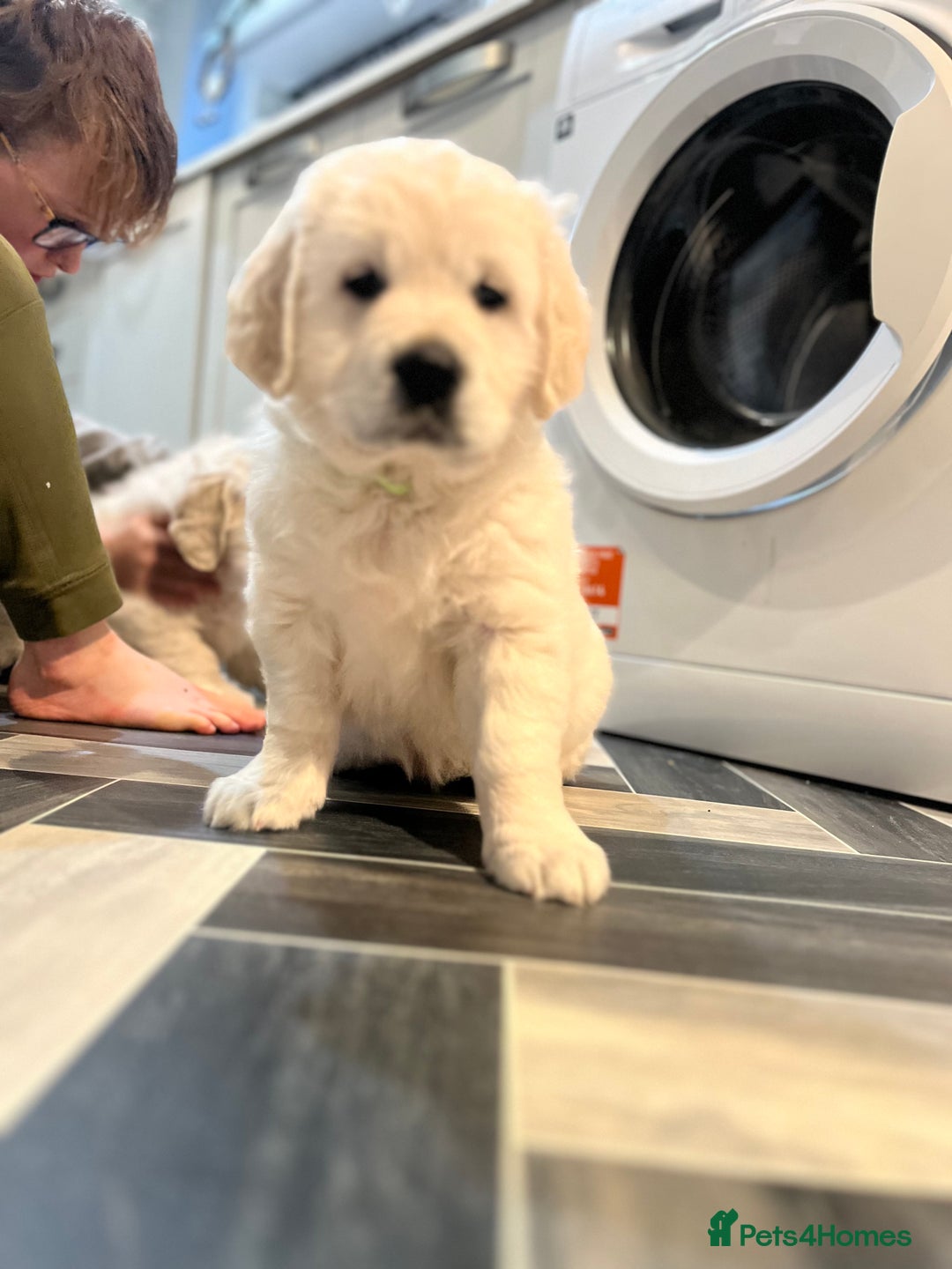 Golden Retriever dogs for sale: 3  Chunky puppies ready 17th December  - Advert 7