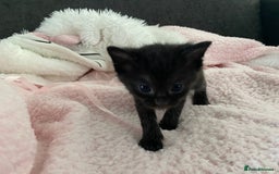 Mixed Breed cats for sale: 6 adorable kittens  - Image 6