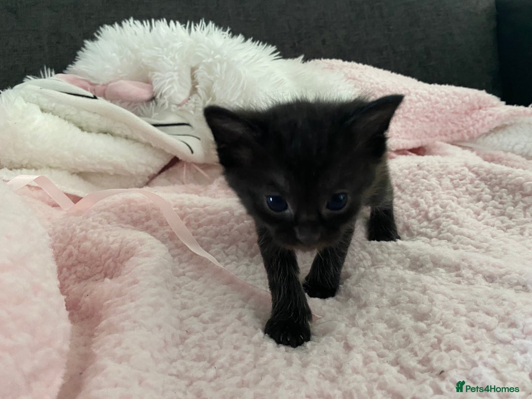 Mixed Breed cats for sale: 6 adorable kittens  - Image 6