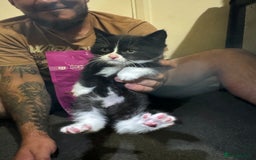 British Shorthair cats for sale: British shorthair mixed  - Image 10
