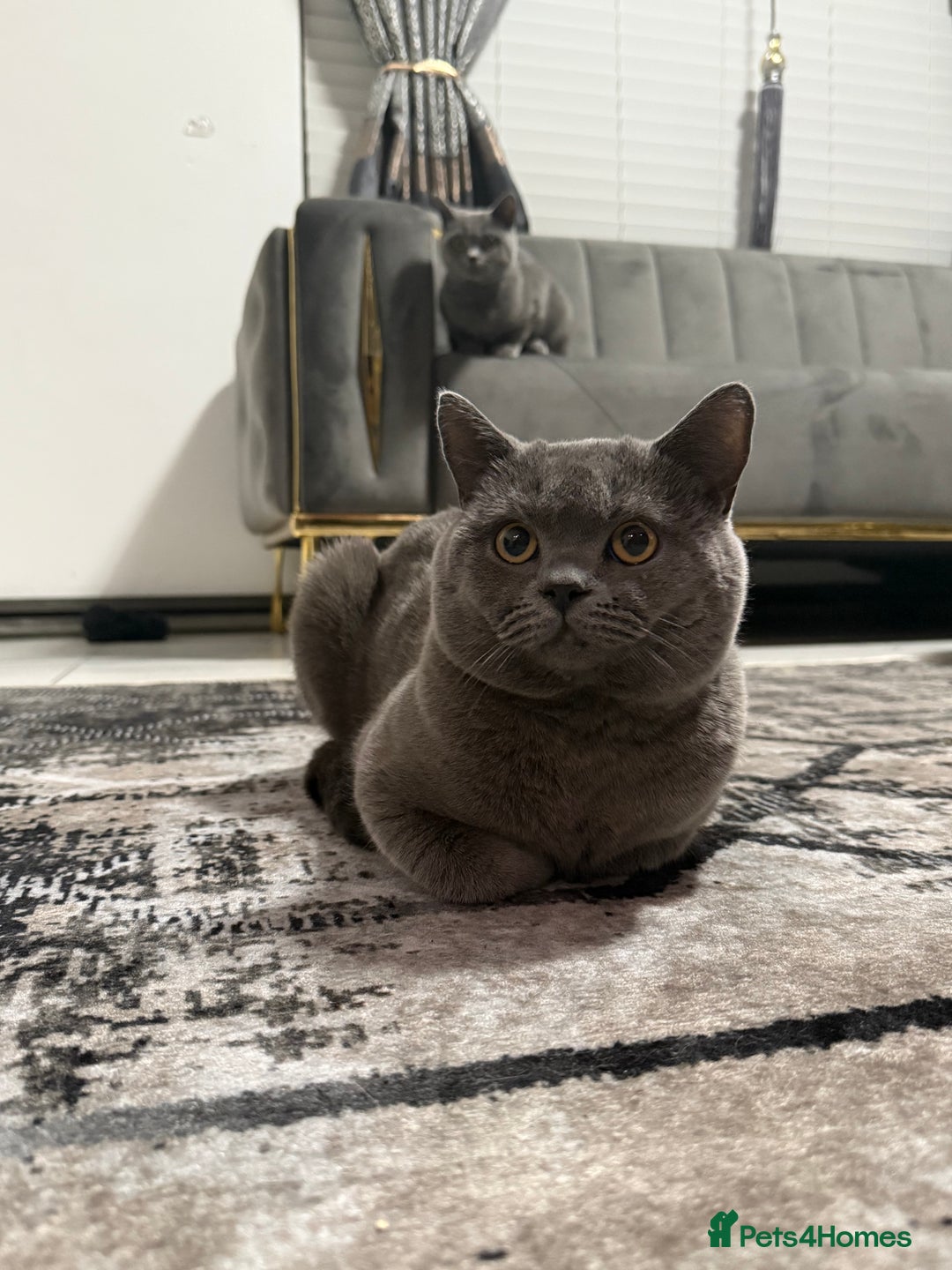 British Shorthair cats for stud: handsome british shorthair ready for his stud - Advert 3