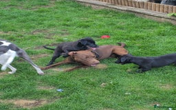 Mixed Breed dogs for sale:  Whippet × Patterdale Dog Pups - Image 19