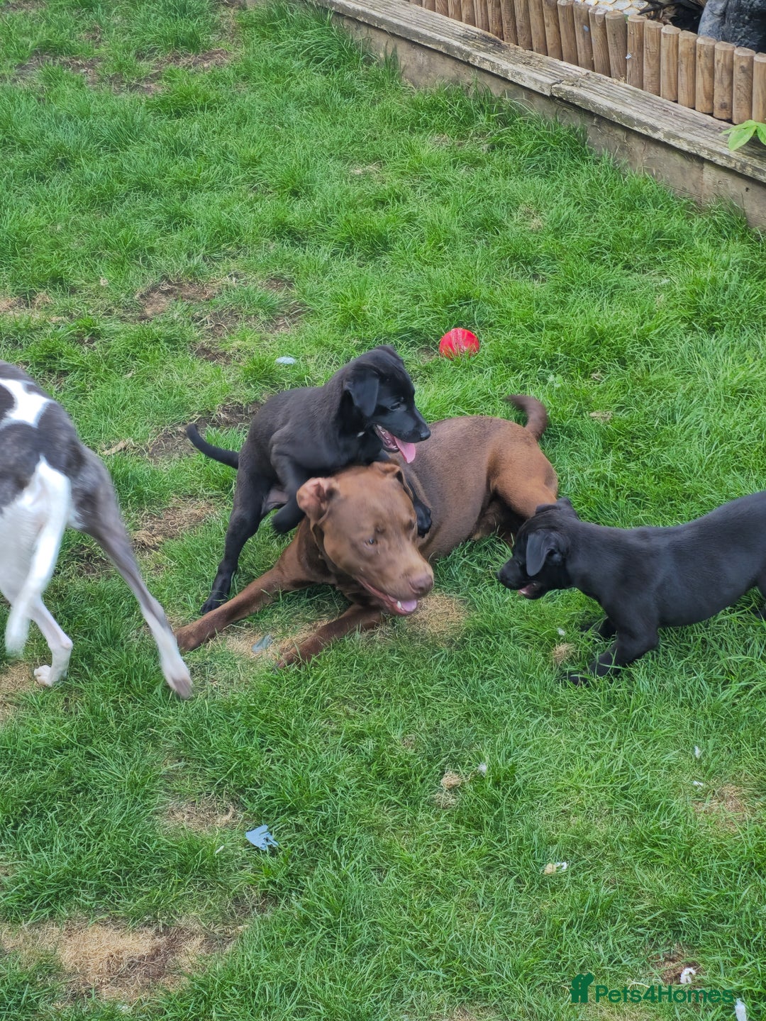 Mixed Breed dogs for sale:  Whippet × Patterdale Dog Pups - Image 19