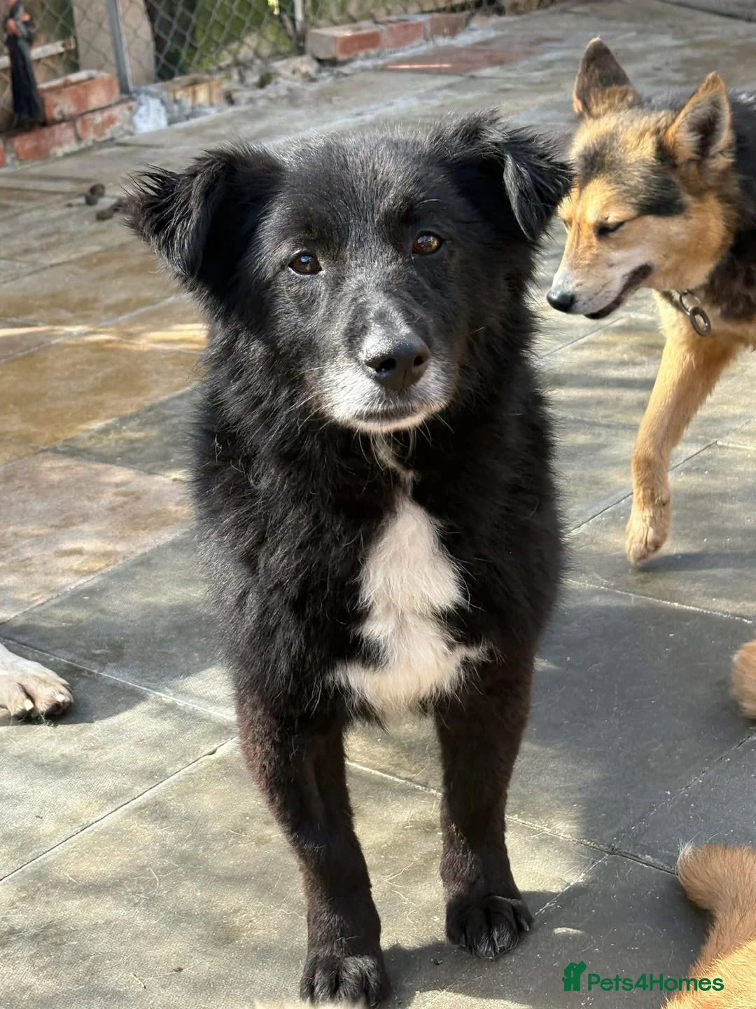 Mixed Breed dogs for adoption: Jet - Norwich Norfolk  - Advert 22