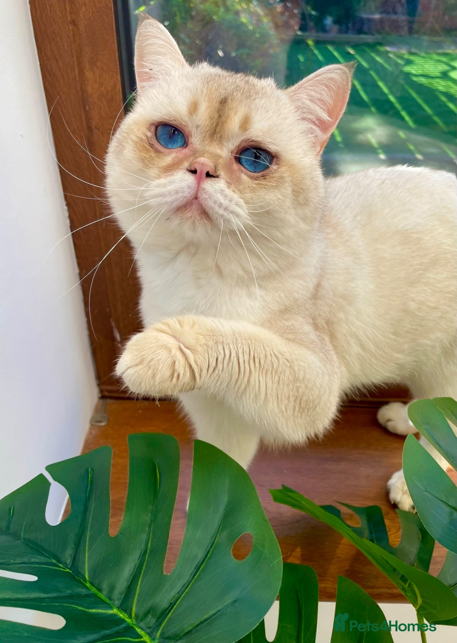 Scottish Fold cats Russian imported golden chinchilla ny1133 for stud - Advert 6