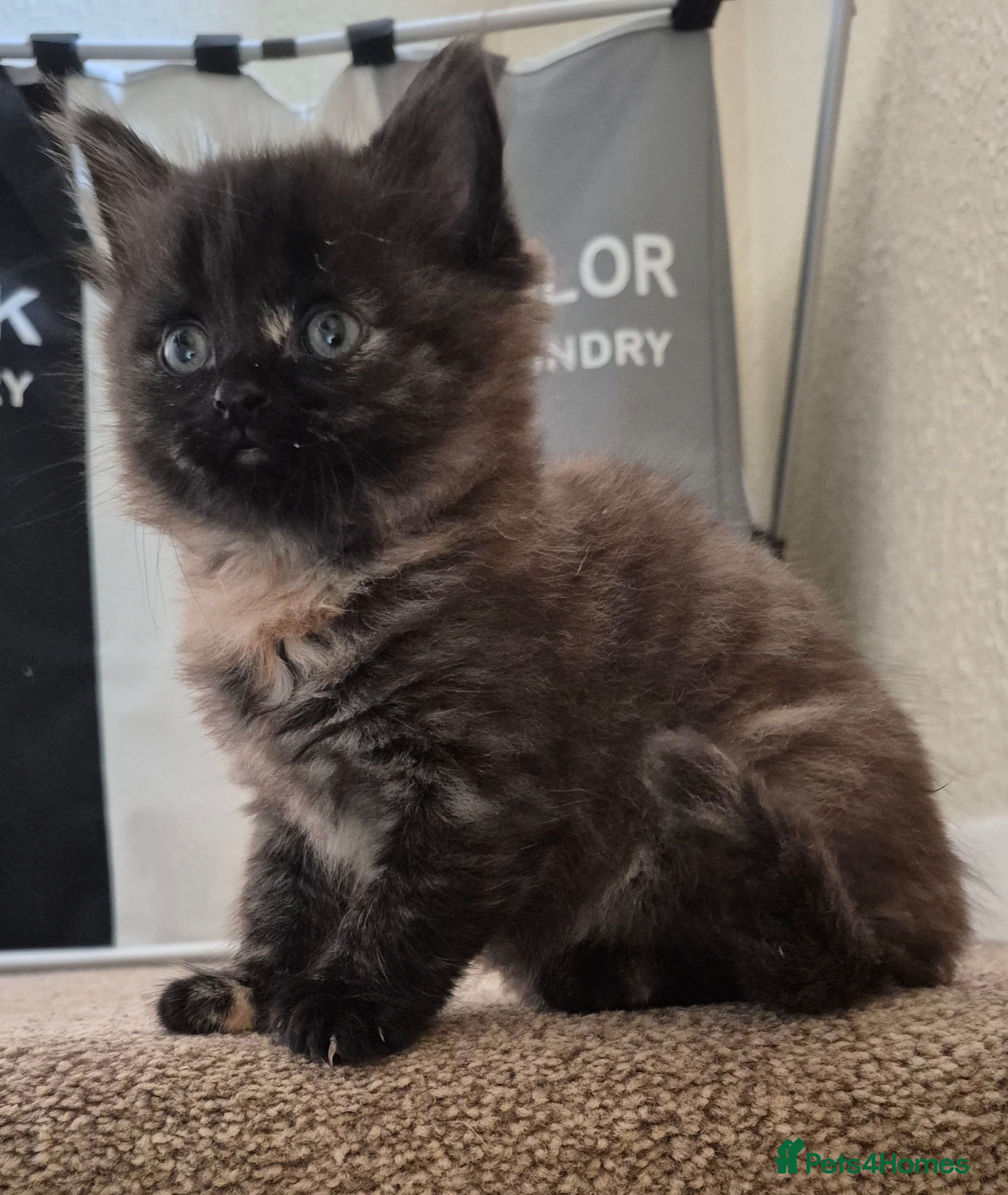 Mixed Breed cats 2 beautiful tortoiseshell kittens - Advert 4
