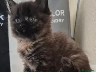 Mixed Breed cats 2 beautiful tortoiseshell kittens - Advert 4