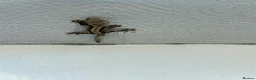 Gecko reptiles for sale: Baby crested geckos  - Advert 18