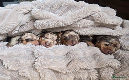 Miniature Dachshund dogs for sale: Dapple miniature dachshund - Image 9