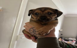 Jack Russell dogs for sale: 2x trio girls available  - Image 2