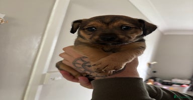 Jack Russell dogs - Advert 2