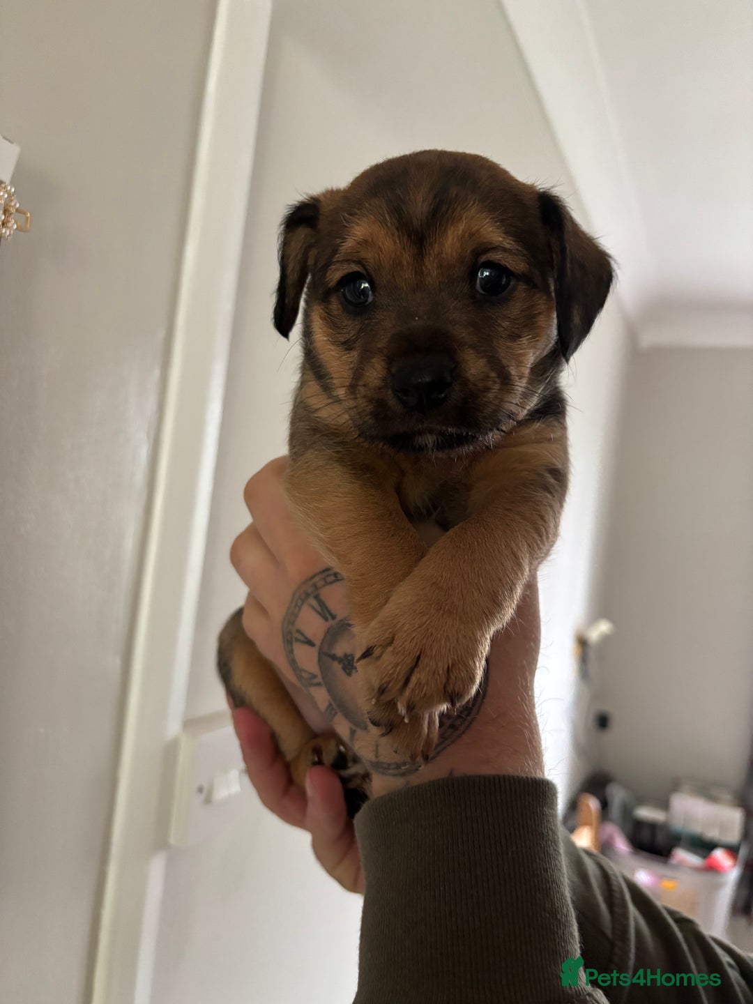 Jack Russell dogs for sale: 2x trio girls available  - Image 2