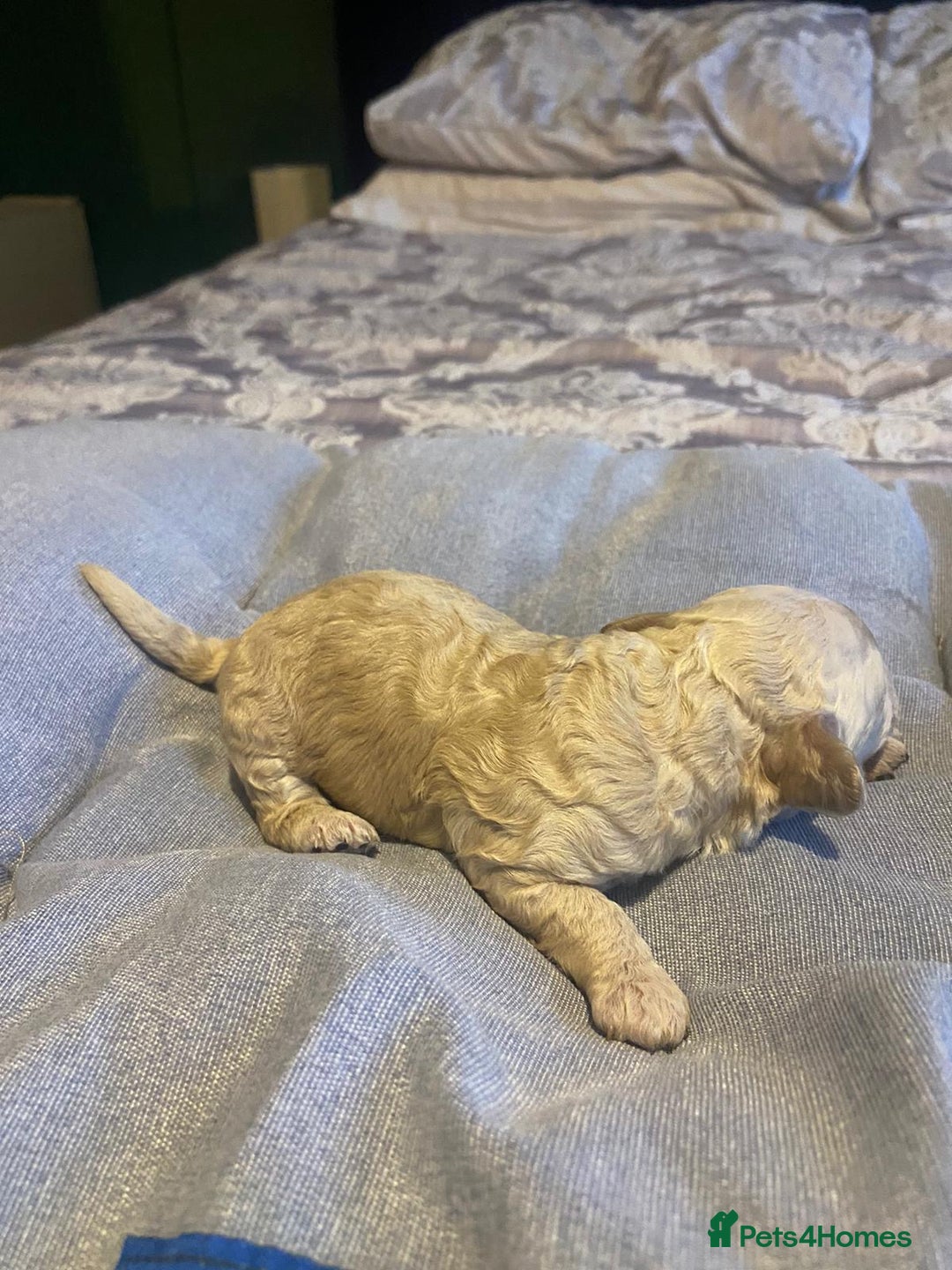 Cockapoo dogs for sale: Beautiful puppies in time for  ** ! 🐶 🥰  **   - Image 11