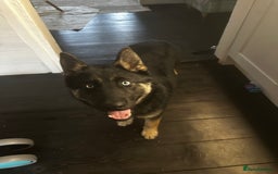 Shepsky dogs for sale: 1 year old German shepherd x husky cross - Image 2