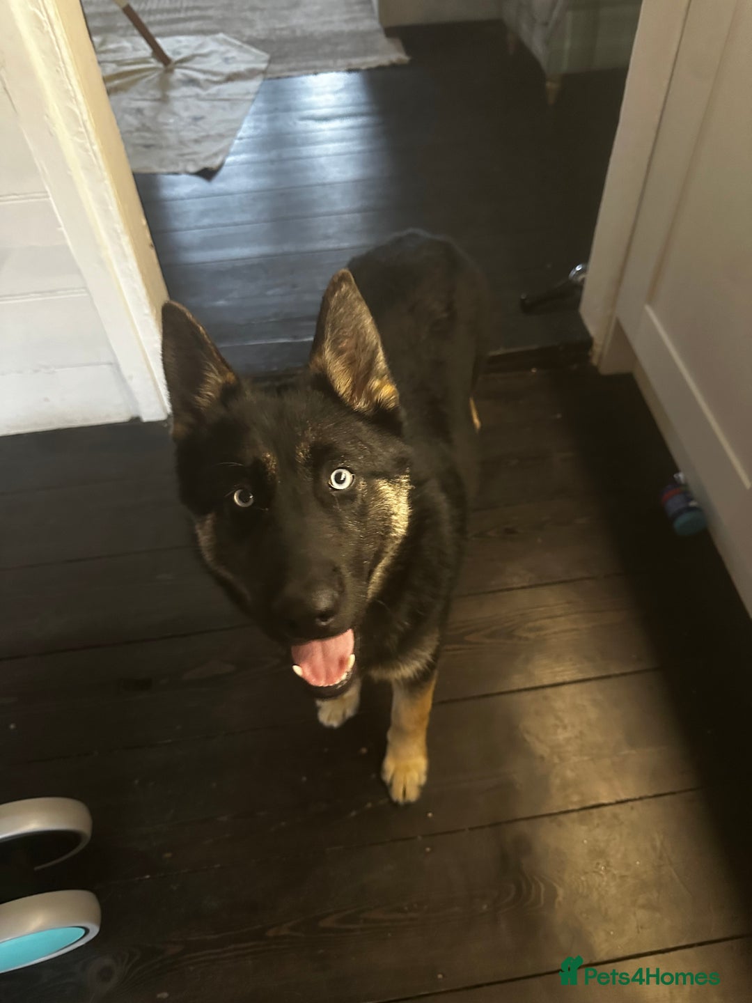 Shepsky dogs for sale: 1 year old German shepherd x husky cross - Image 2