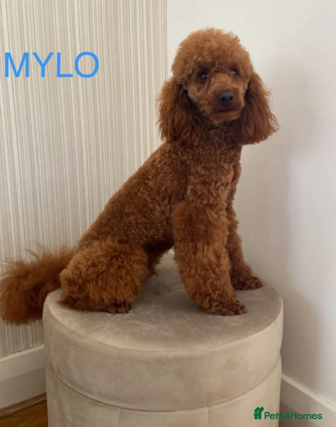 Miniature Poodle dogs for stud: Brishee Miniature Red Poodle Studs in Liverpool - Advert 2