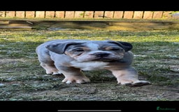 Olde English Bulldogge dogs for stud: 💥olde English bulldog stud💥 - Image 20