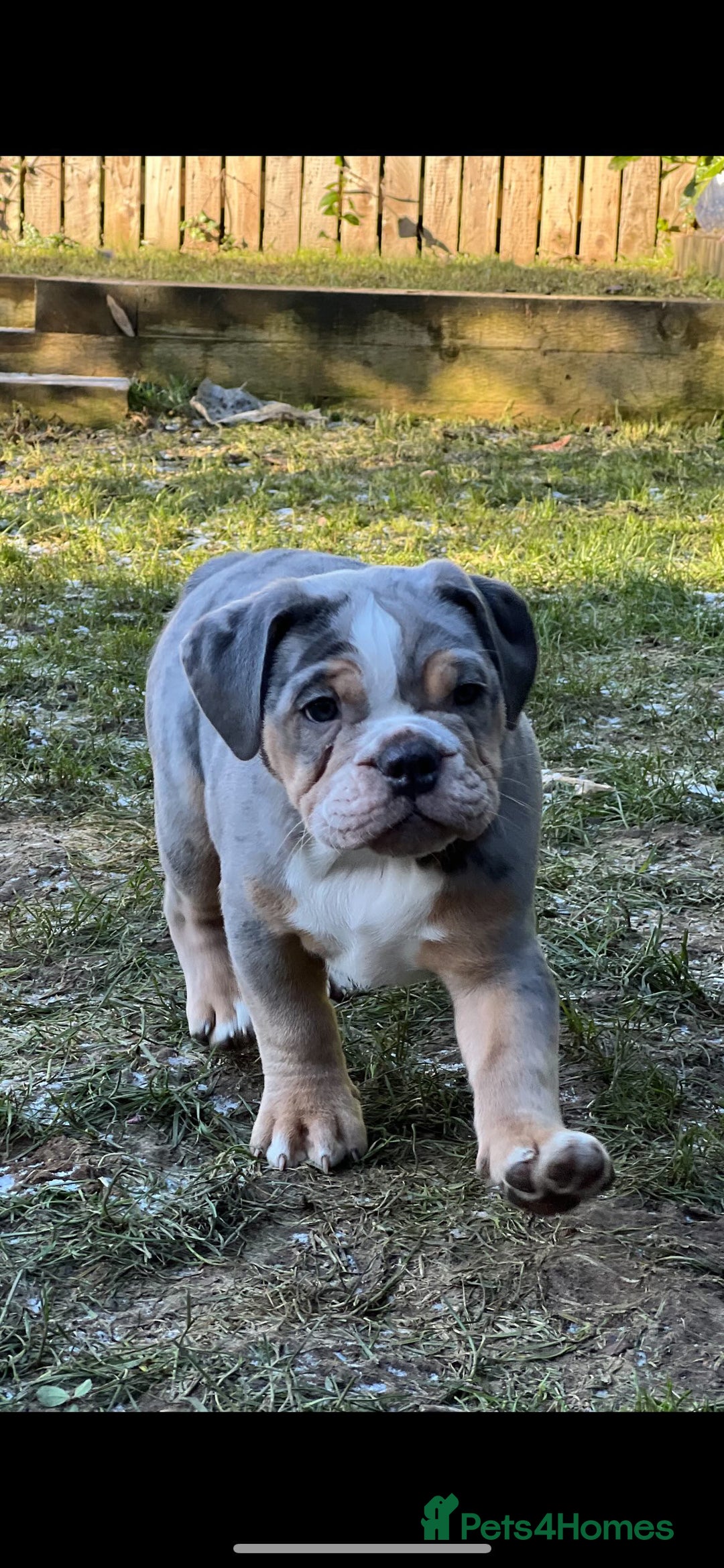 Olde English Bulldogge dogs for stud: 💥olde English bulldog stud💥 - Image 20