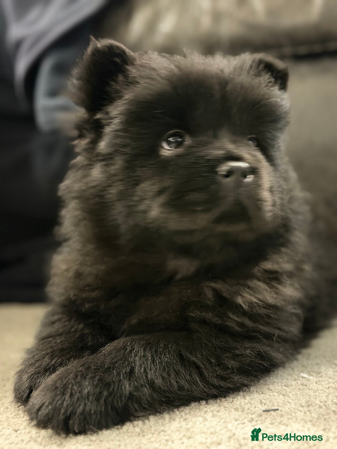 Chow Chow dogs for sale: Ready to go to their new homes.  - Advert 21