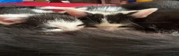 Mixed Breed cats for sale: Kittens  - Advert 15