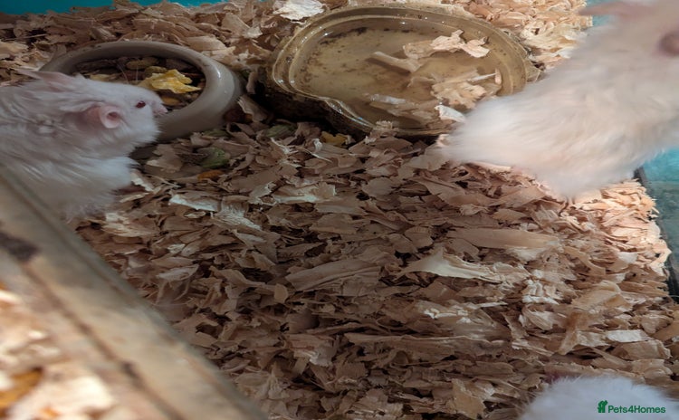 Hamster rodents - Advert 2