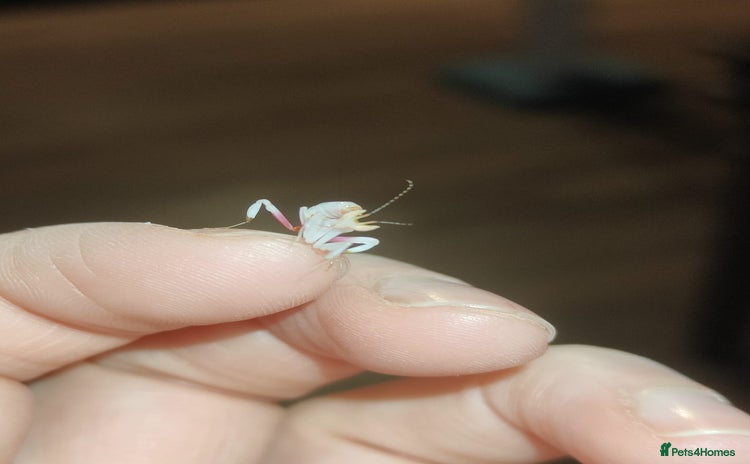 Praying Mantis invertebrates - Advert 1