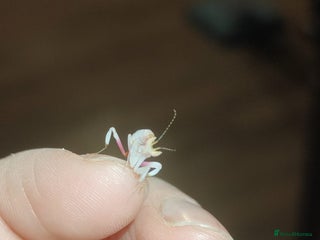 Praying Mantis invertebrates - Advert 5