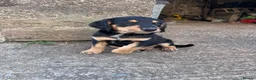 Mixed Breed dogs for sale: Beautiful bold puppies  - Advert 3