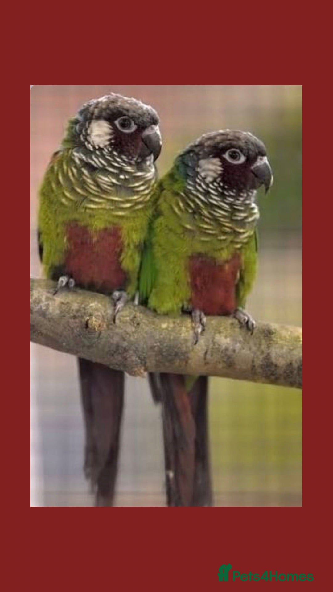 Conures birds Proven breeding Pair of Emma’s - Advert 11