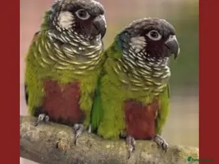Conures birds Proven breeding Pair of Emma’s - Advert 11