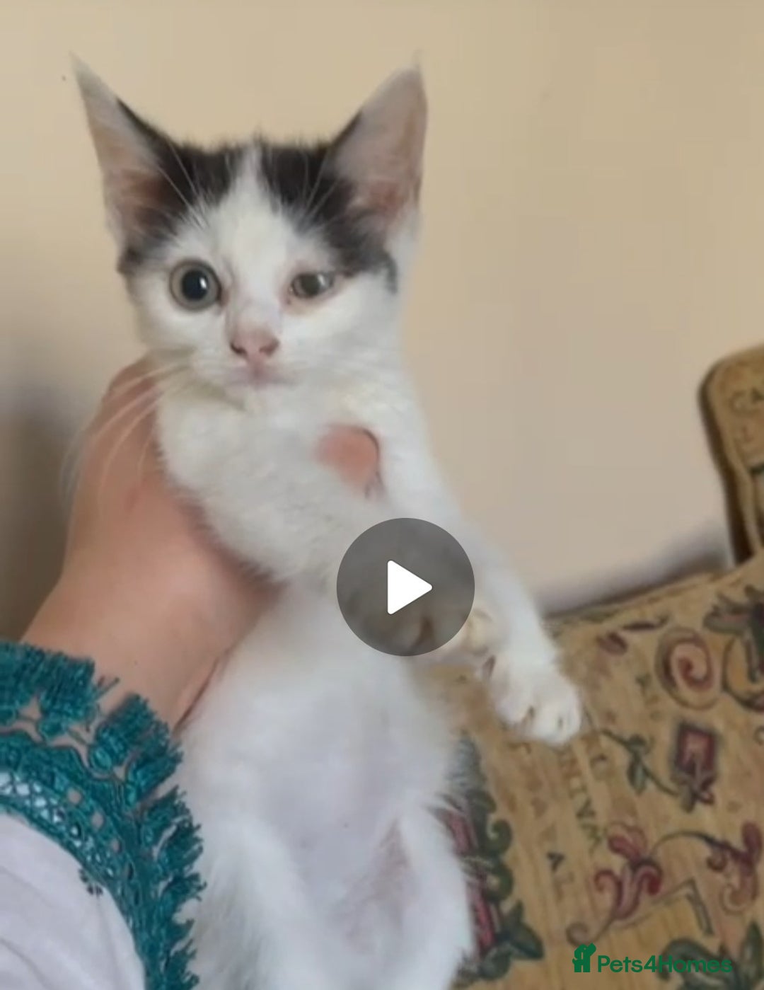 Mixed Breed cats for sale: Cute kittens for sale with goodie bag - Image 8