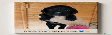 Black boy