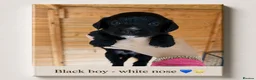 Cocker Spaniel dogs for sale: Stunning Working Cocker puppies!! 1 boy left!! - Advert 22