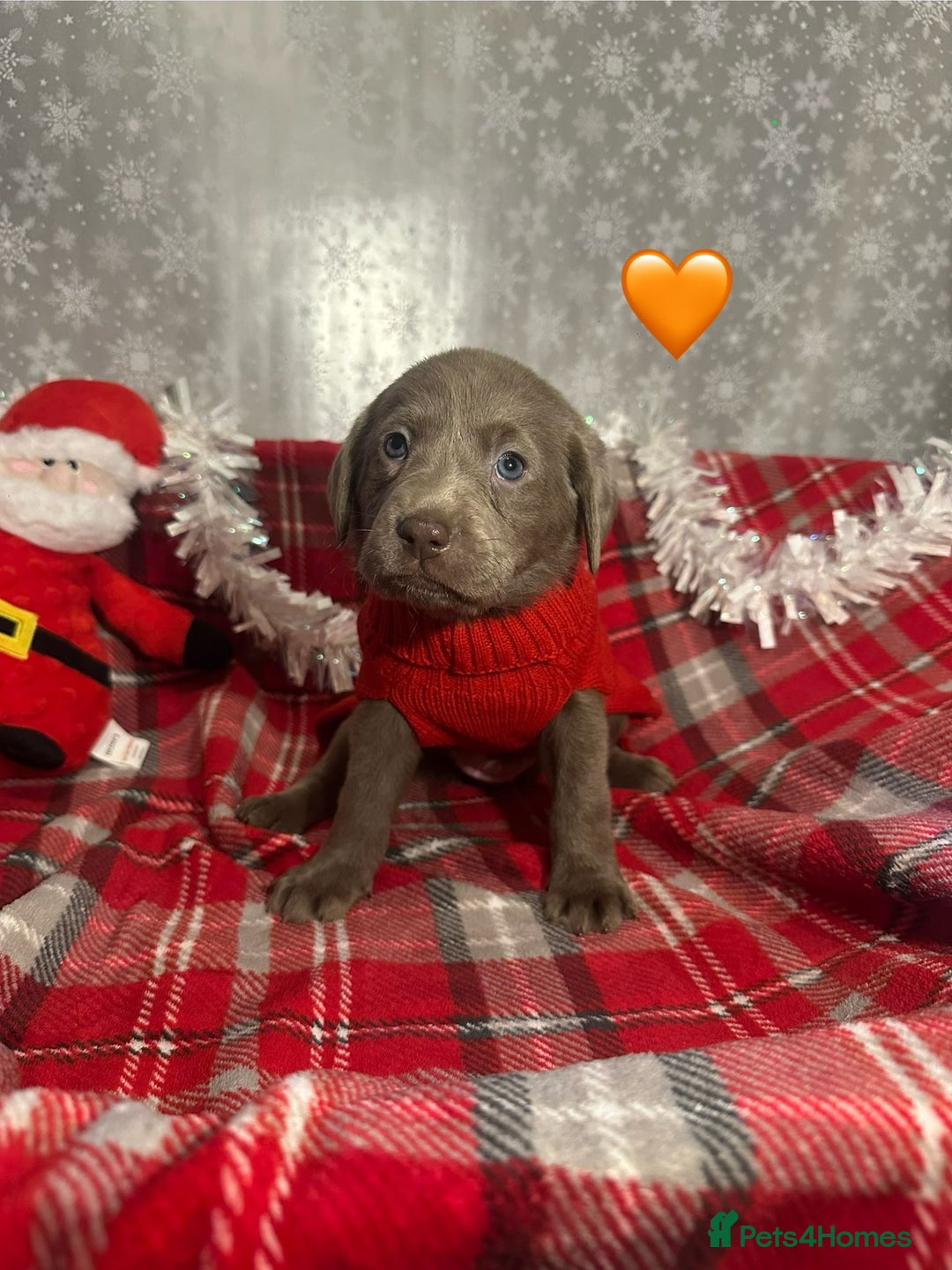 Labrador Retriever dogs for sale: !REDUCED! silver labrador's KC - Advert 1