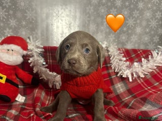 Labrador Retriever dogs KC silver labrador's - Advert 18