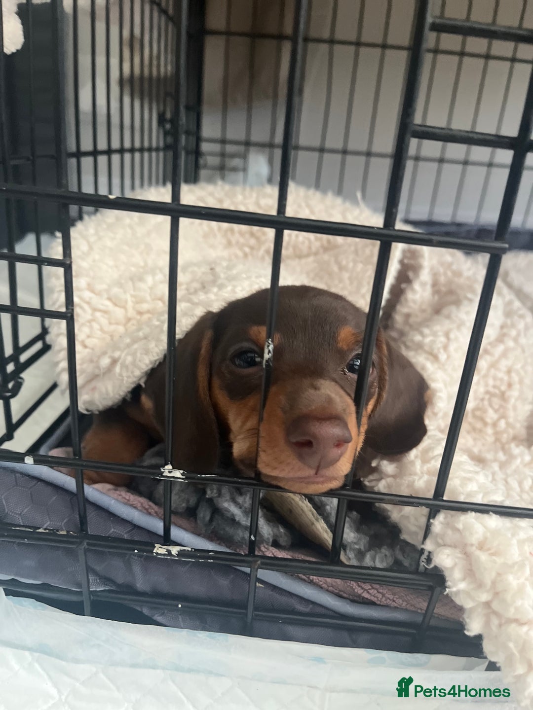 Miniature Dachshund dogs for sale: Chocolate & Tan Girl - Image 10