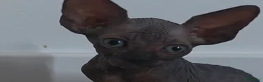 Sphynx Kitten 1