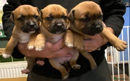 Staffordshire Bull Terrier dogs for stud: Stunning Red Staff For Stud  - Advert 4